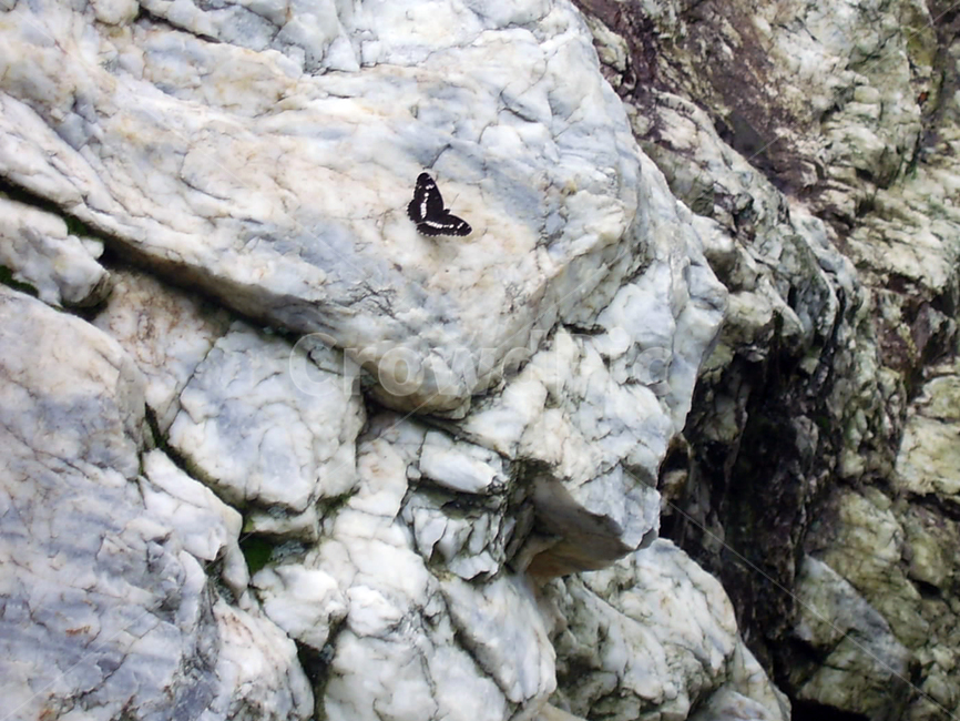 암석,돌,나비,곤충,바위,검은,butterfly,bug,stone,동물,animal,곤충,벌레,insect,bug