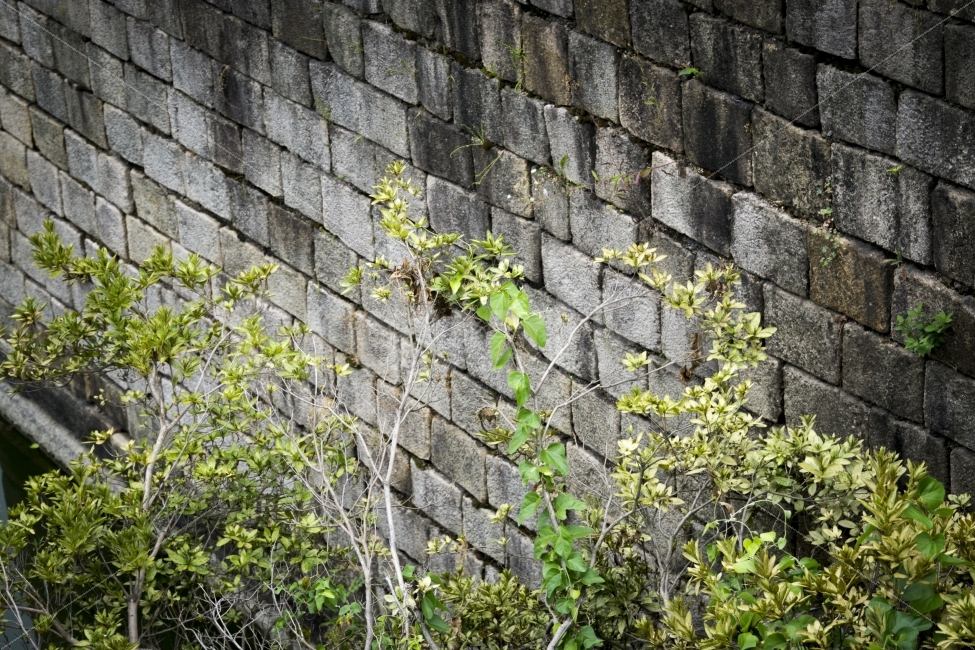 sightseeing,nature,Anapji Pond,pattern,Gyeongju,afternoon,healing,July,wall,Korea