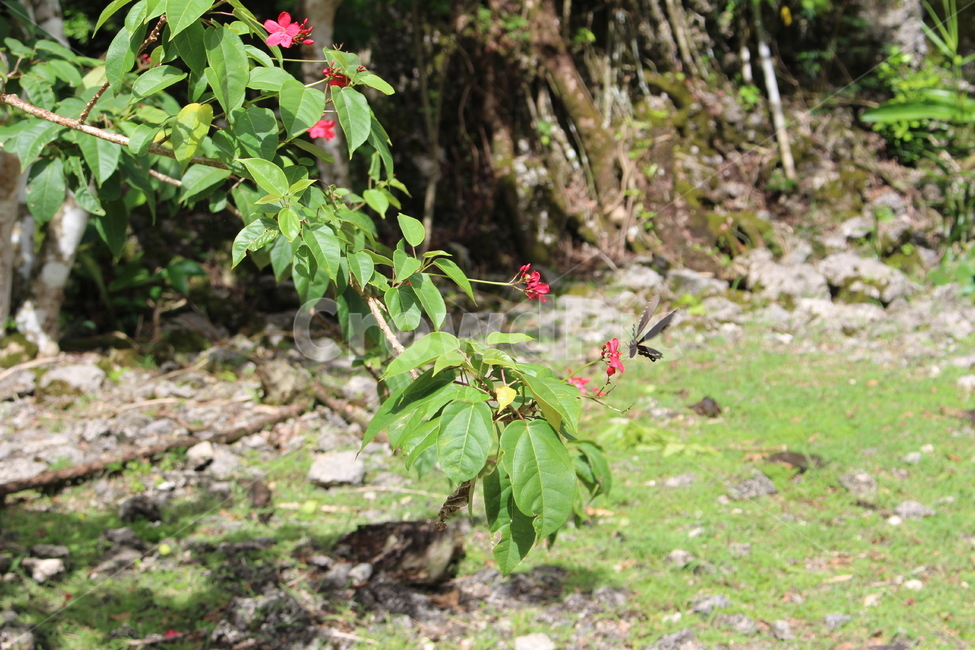 plant,식물,tree,나무,나비,햇빛,햇살,꽃,잎,초록,푸른