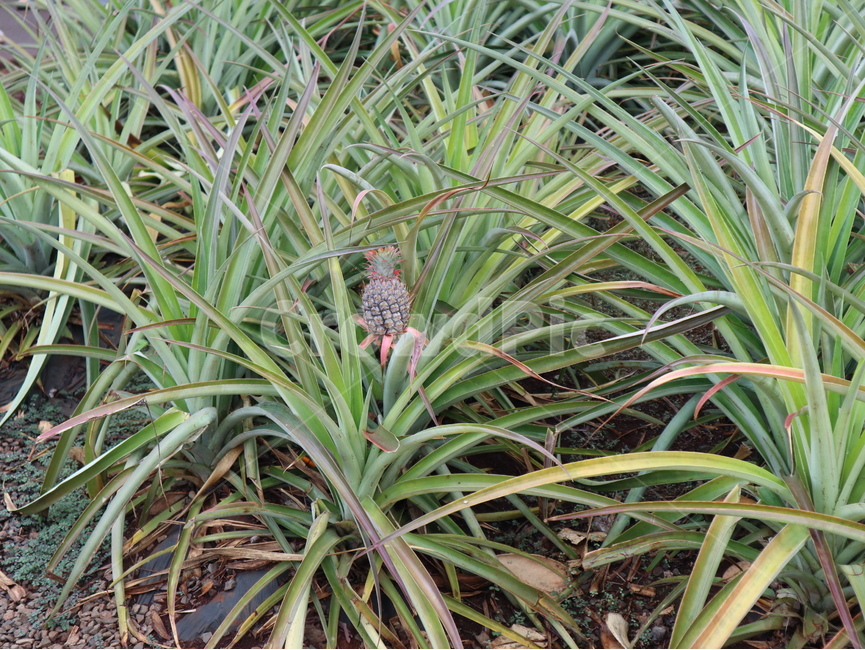 plant,식물,pottedplant,화분,파인애플,fineapple,파인애플주스,과일주스,생과일주스,파인애플농장,미니파인애플