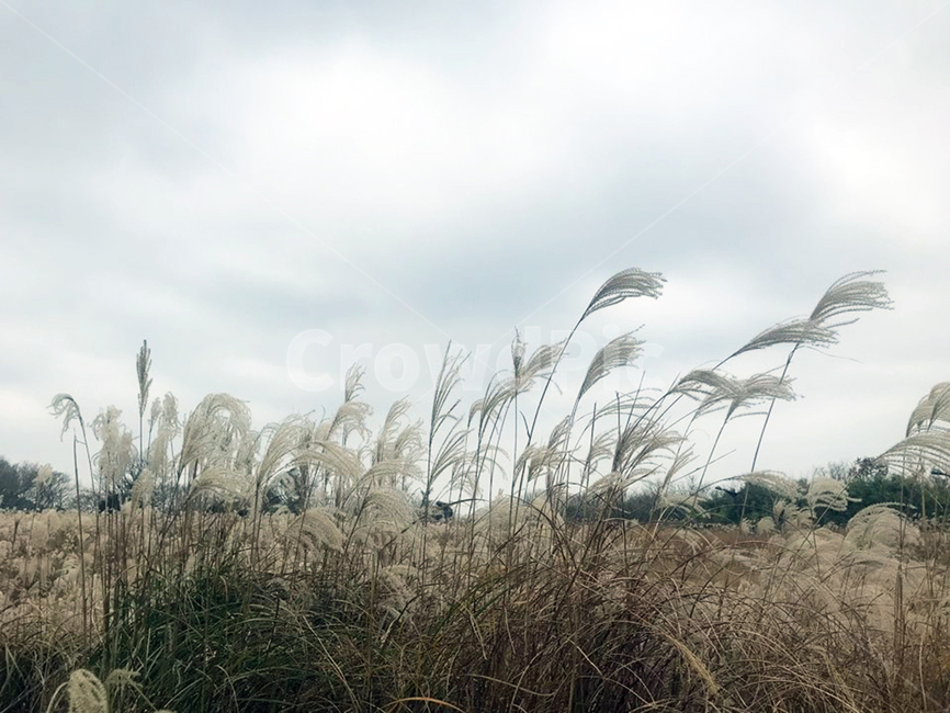 갈대,갈대밭,실물,하늘,제주도,plant