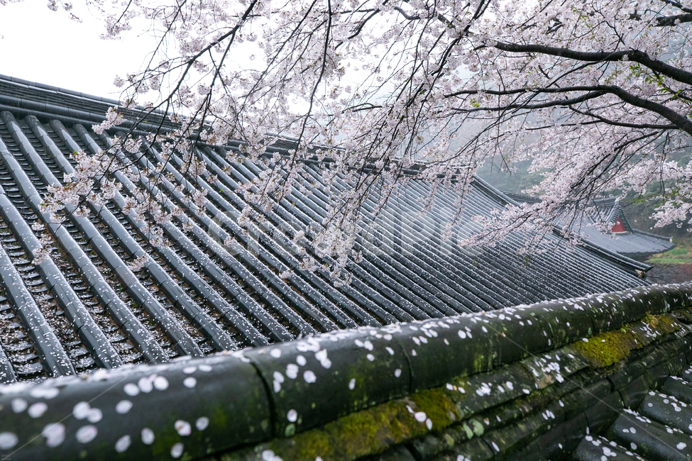 구레화엄사,화엄사,구레화엄사벚꽃,화엄사벚꽃,벚꽃,한국전통,한국문화,korean traditional,korean culture,식물,자연,plants,nature,꽃,flower,종교,신앙,religion,belief,faith