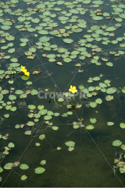 호수,수생식물,어리연꽃,식물,flower,plants,nature,꽃,공원,식물,자연,plants,nature,꽃,flower