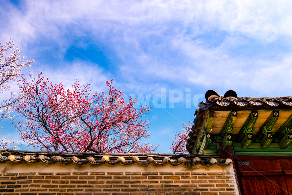 고궁,창덕궁,벚꽃,살구꽃,서울,봄,화려함,봄,계절,spring,season,한국전통,한국문화,korean traditional,korean culture,건축물,건물외관,exterior,building,structure,architecture,construction,roof,지붕