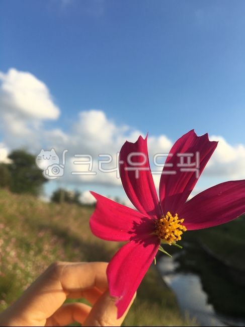 petal,fall flowers,autumn,Cosmos,Sky of Autumn