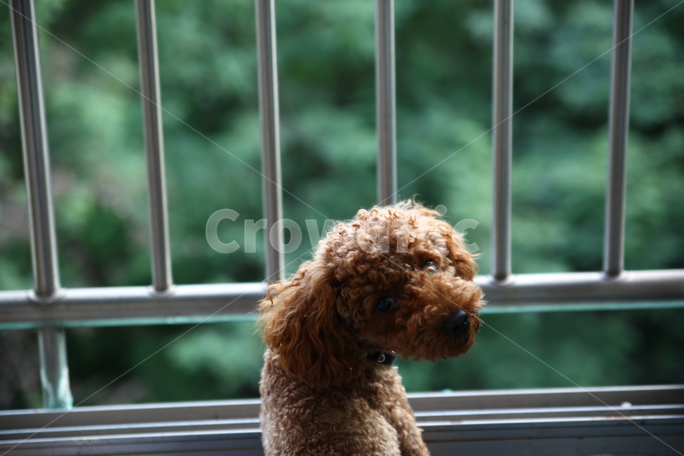 푸들,강아지,베란다,나가고싶어,외로움,한가함,강쥐,동물,animal,포유류,mammal,개,강아지,dog,doggy