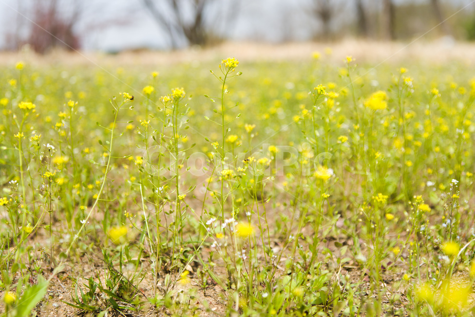 꽃,들꽃,냉이꽃,봄,flower,옥외,outdoors,들,자연,노랑병아리,계절,노란색,plants,농촌,목초지,식물,자연,plants,nature,꽃,flower