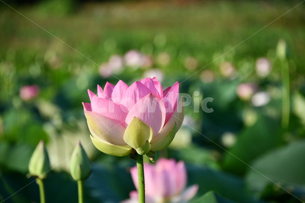 꽃,접사,연꽃밭,식물,자연,plants,nature,flower,분홍색,핑크색,연잎,연꽃
