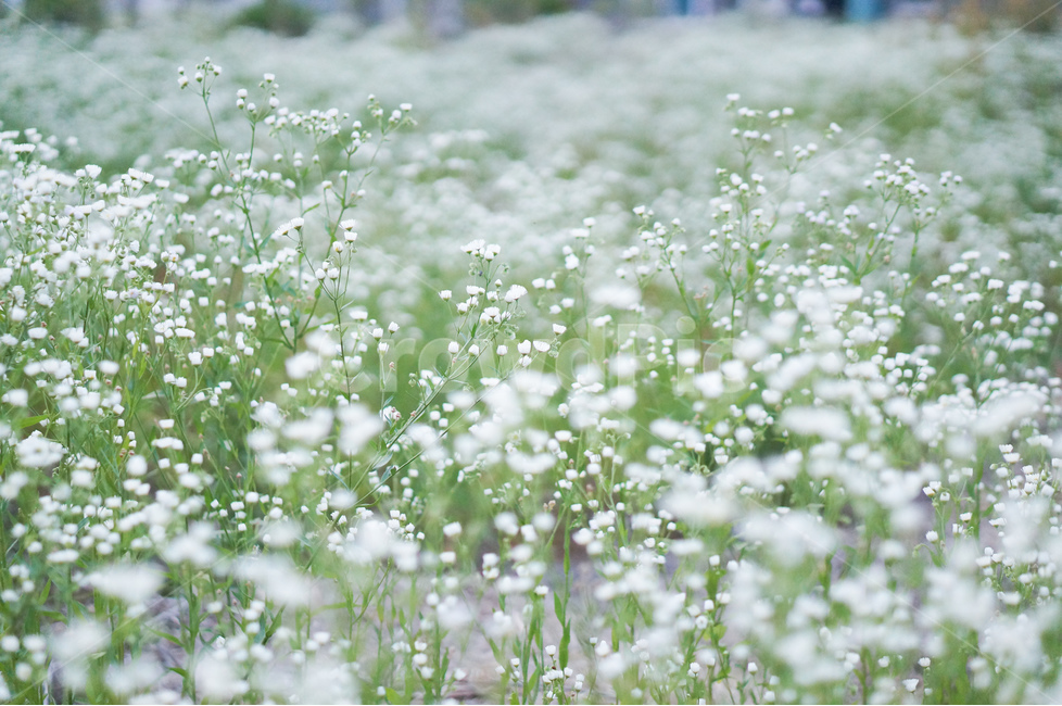 꽃,개망초,하양,풍경,초록,식물,식물,자연,plants,nature,꽃,flower