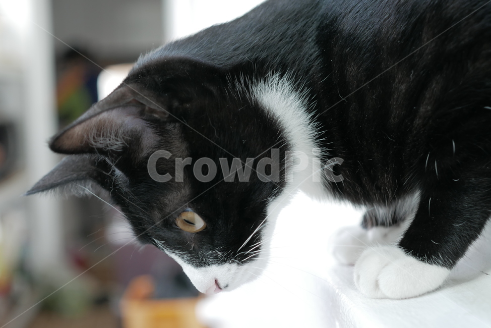 고양이,개냥이,표정,애교,동물,얼굴,귀여운,동물,animal,포유류,mammal,고양이,cat,kitten,kitty