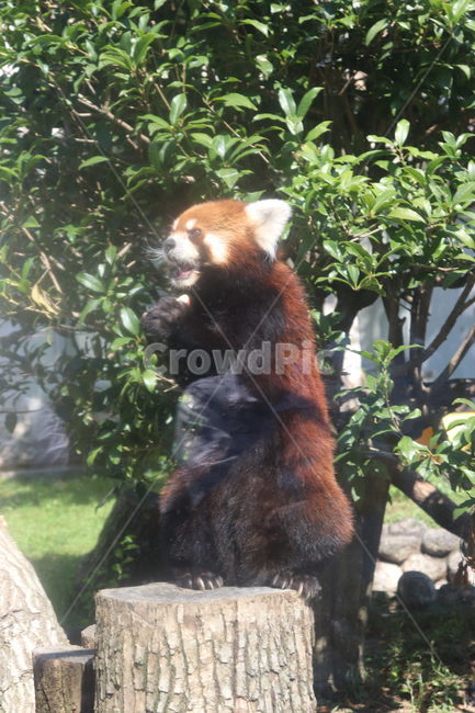 lesserpanda,레서팬더,animal,동물,래서팬더,앉은동물,동물,animal