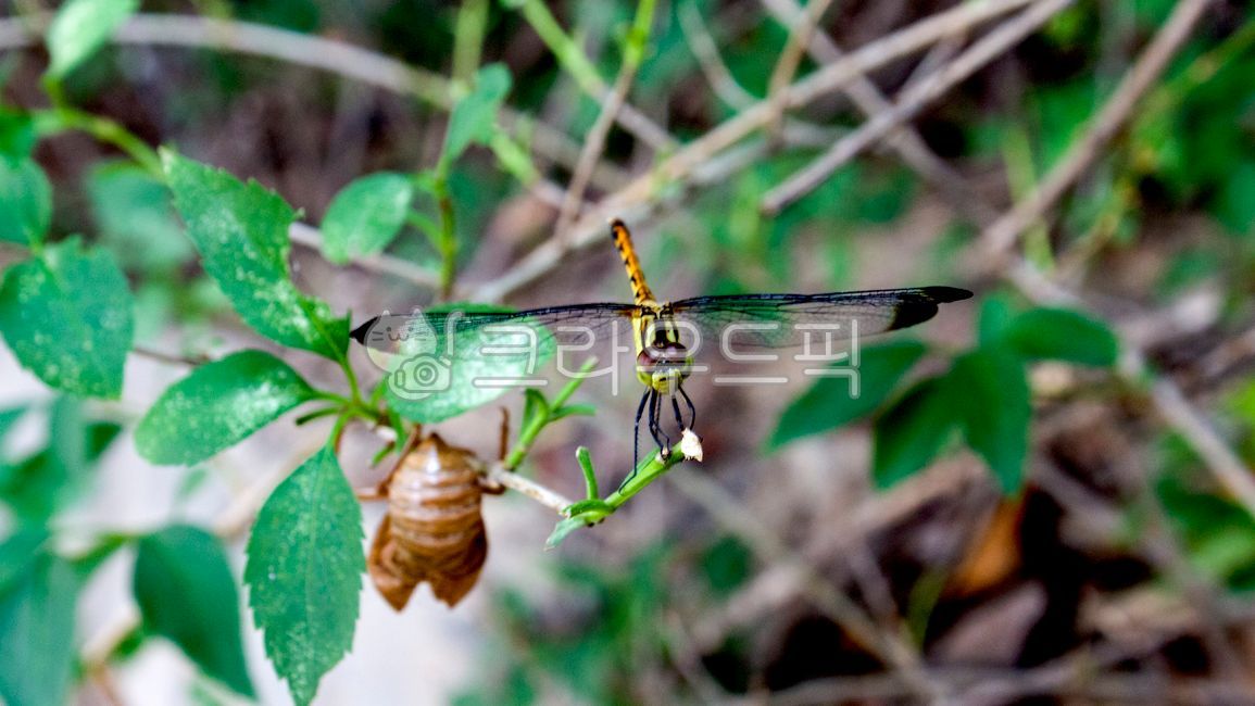 동물, 곤충, insect, 잠자리, dragonfly, 사진,이미지,일러스트,캘리그라피 - Nbocrates68작가