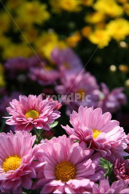 꽃,국화,flower,가을,식물,자연,plants,국화과,노랑,분홍,nature,화단,꽃송이,식물,자연,plants,nature,꽃,flower