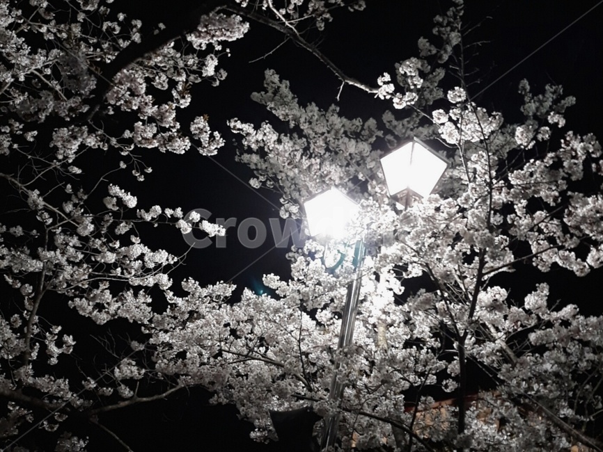 벚꽃,조명,밤,하얀색,아름다움