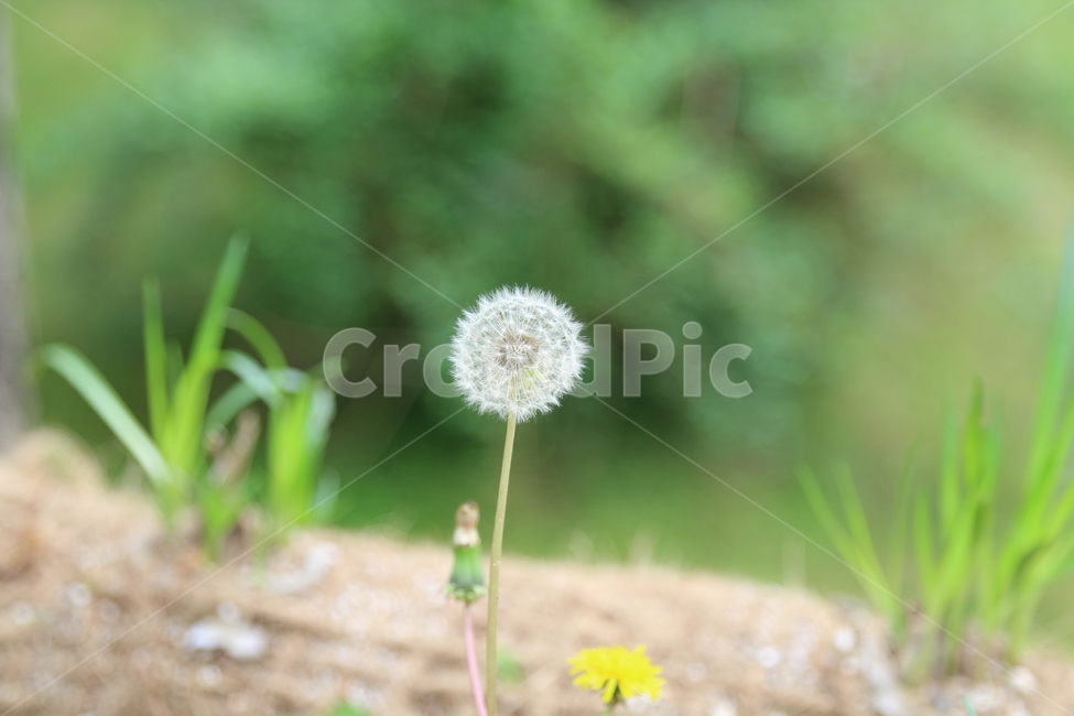 풍경,풍경사진,꽃,민들레,봄,민들레홀씨,식물,자연,plants,nature,꽃,flower