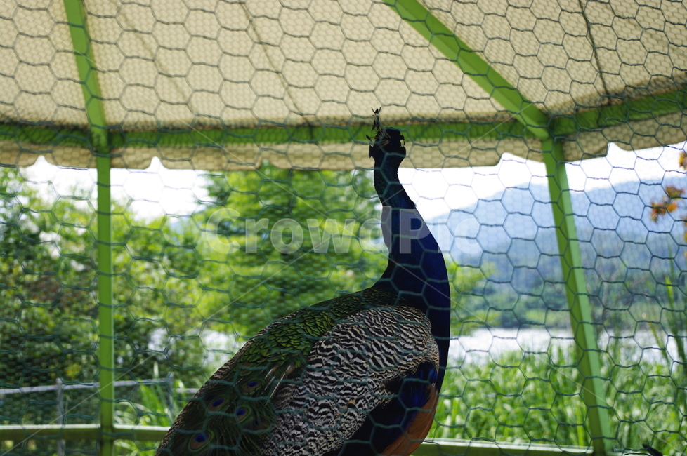 새,새장,공작,조류,깃털,동물,animal,조류,새,birds