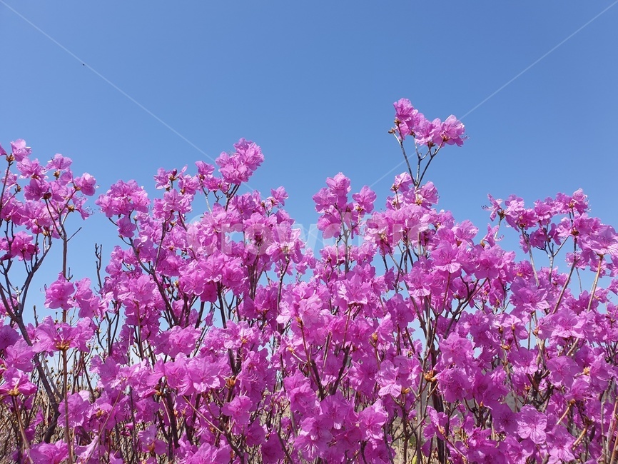 봄,철쭉,꽃,봄꽃,나들이,꽃구경,하늘,flower,spring,자연,봄,계절,spring,season