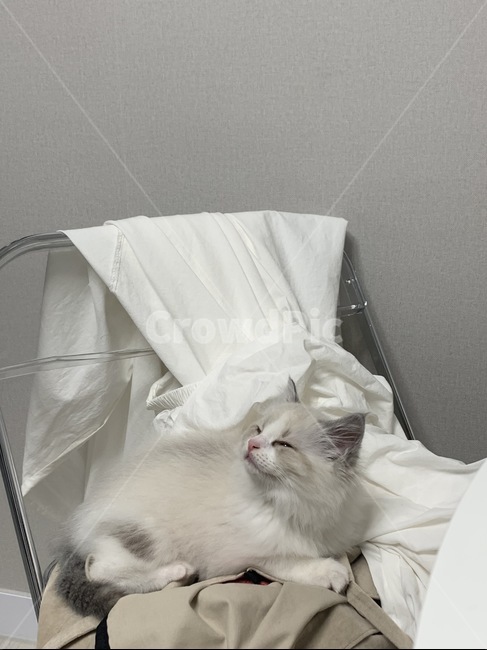 아이고양이,동물,고양이,cat,pet,렉돌고양이,렉돌,랙돌,자는고양이,ragdoll,동물,animal,포유류,mammal,고양이,cat,kitten,kitty