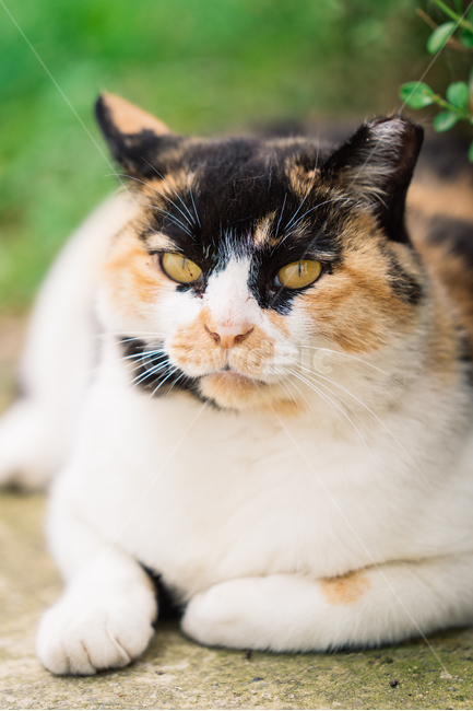 냥냥이,고양이,캣,cat,길고양이,삼색이,동물,animal,포유류,mammal,고양이,cat,kitten,kitty