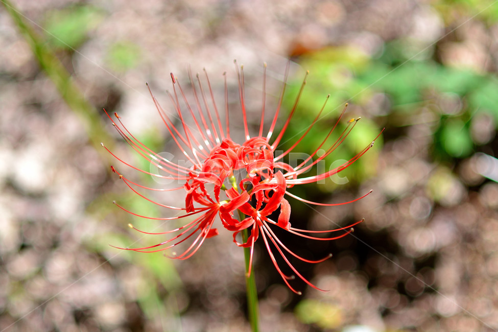 꽃무릇,꽃,식물,플라워,자연,식물,자연,plants,nature,꽃,flower