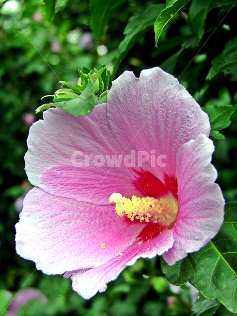 무궁화,한송이,꽃,국화,낙엽관목,분홍색,훈화초,정원수,식물,자연,plants,nature,꽃,flower