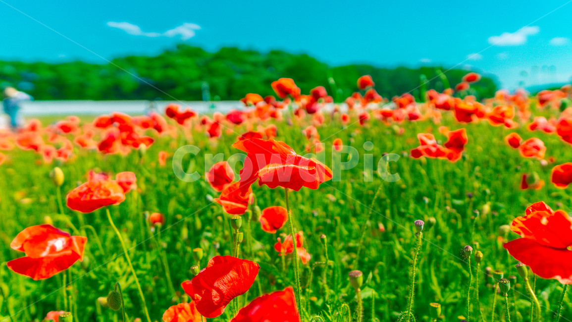 양귀비,꽃,여름,감성사진,계절,summer,season,식물,자연,plants,감성,색상,색채,색감,colorsense,colorsensitivity,feelingofcolor,colorful