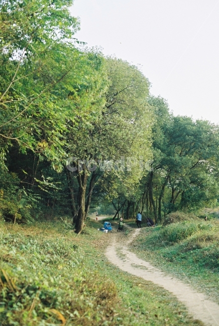 나무,자연,길,숲,초록,자연,풍경,nature,landscape,plant,식물,vegetation,초목