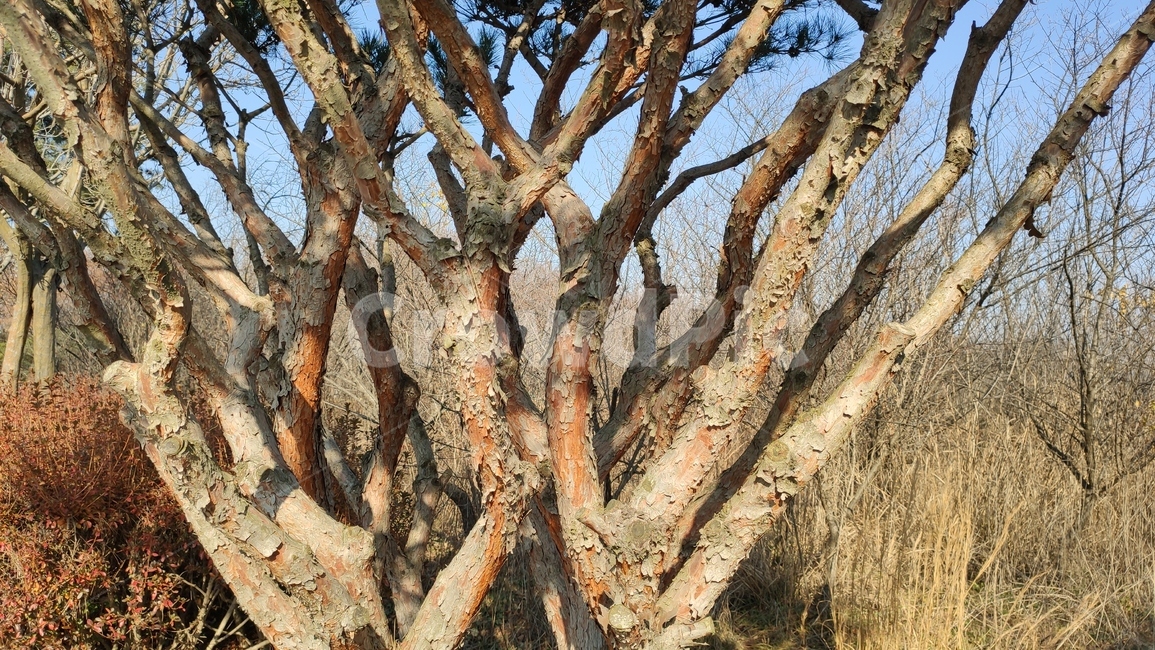 소나무가지,plnebranches,정원수,tree,나무,treetrunk,나무줄기,plant,식물,식물,자연,plants,nature,나무,trees,wood