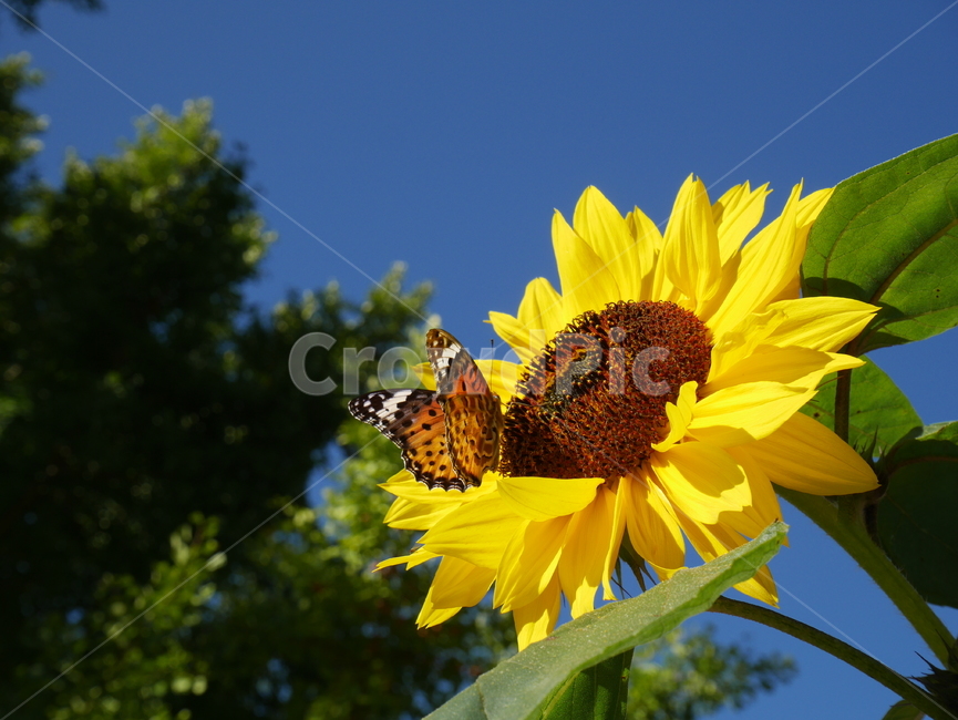 꽃,해바라기,나비,여름,화순,여름,계절,summer,season,식물,자연,plants,nature,꽃,flower,동물,animal,곤충,벌레,insect,bug,plant