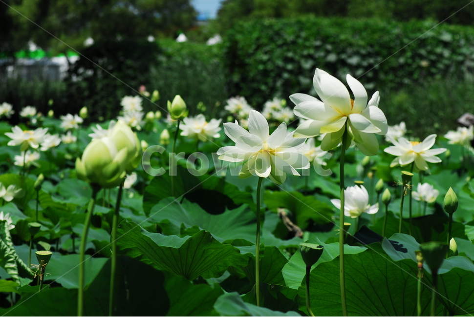 꽃,연꽃,궁남지,불교,여름,식물,자연,plants,nature,꽃,flower