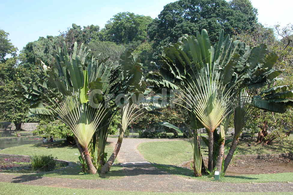 열대우림,부채,부채나무,인도네시아,indonesia,tropical