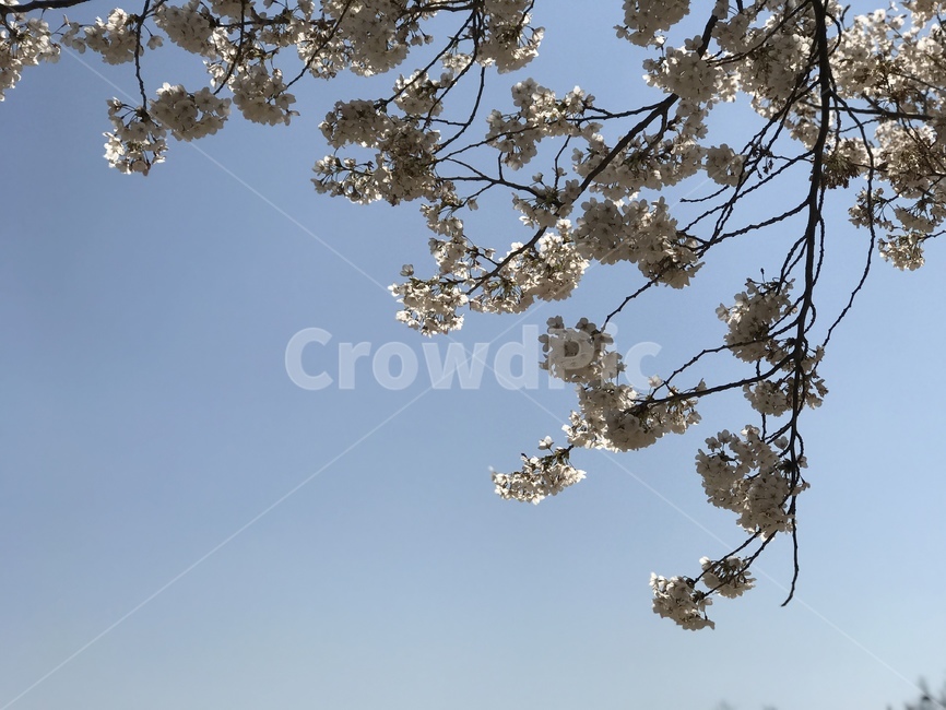 꽃,나무,벚꽃,식물,flower,blossom,plant,자연,봄