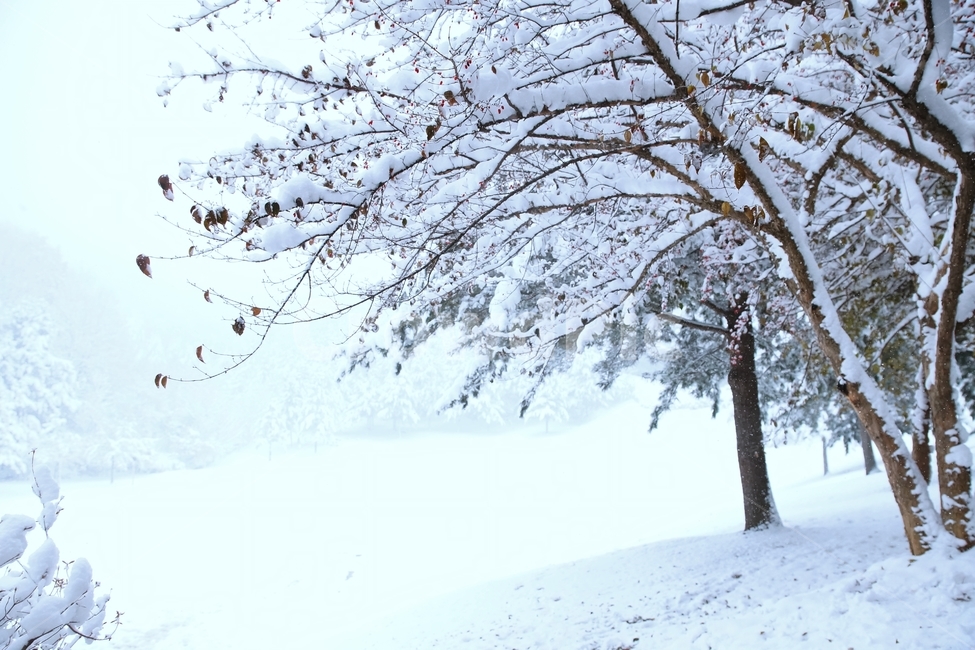 겨울,눈,나뭇가지,폭설,겨울풍경,겨울,계절,winter,season