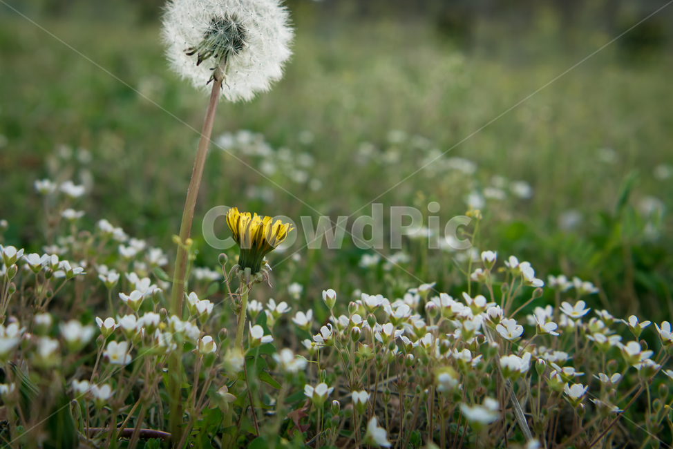 봄,자연,야외,공원,spring,nature,민들레,꽃,계절,식물,풍경,빛,season,plants,flower,감성,sensible,feeling,녹색,green,노랑,yellow