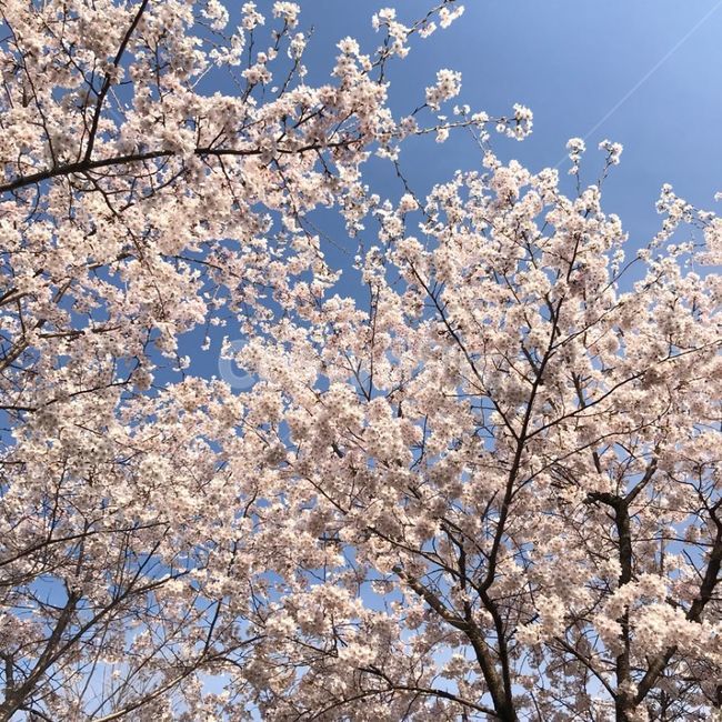 하늘,꽃,벚꽃,핑크,벚꽃나무