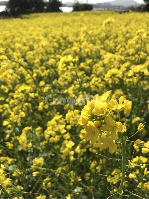 유채꽃,노란꽃,봄,유채꽃밭,자연,풍경,꽃밭