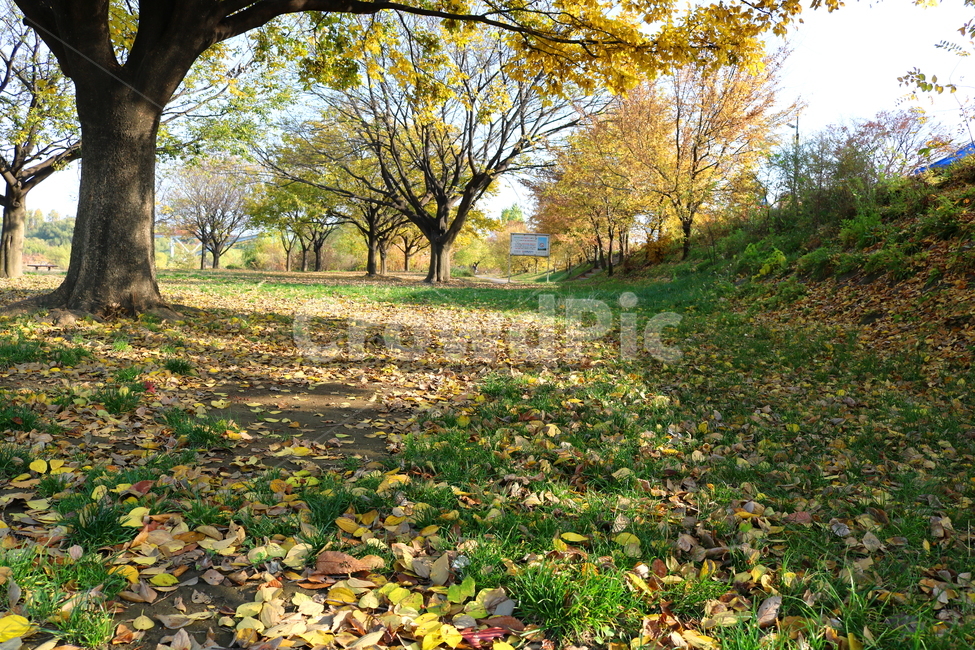 공원,선유도공원,한강공원,자연,풍경,나무,가을,단풍,낙엽,산책길,가을,계절,fall,autumn,season,자연,풍경,nature,landscape,식물,plants,나무,trees,wood,ground,바닥,tree,plant,tree trunk,나무 줄기