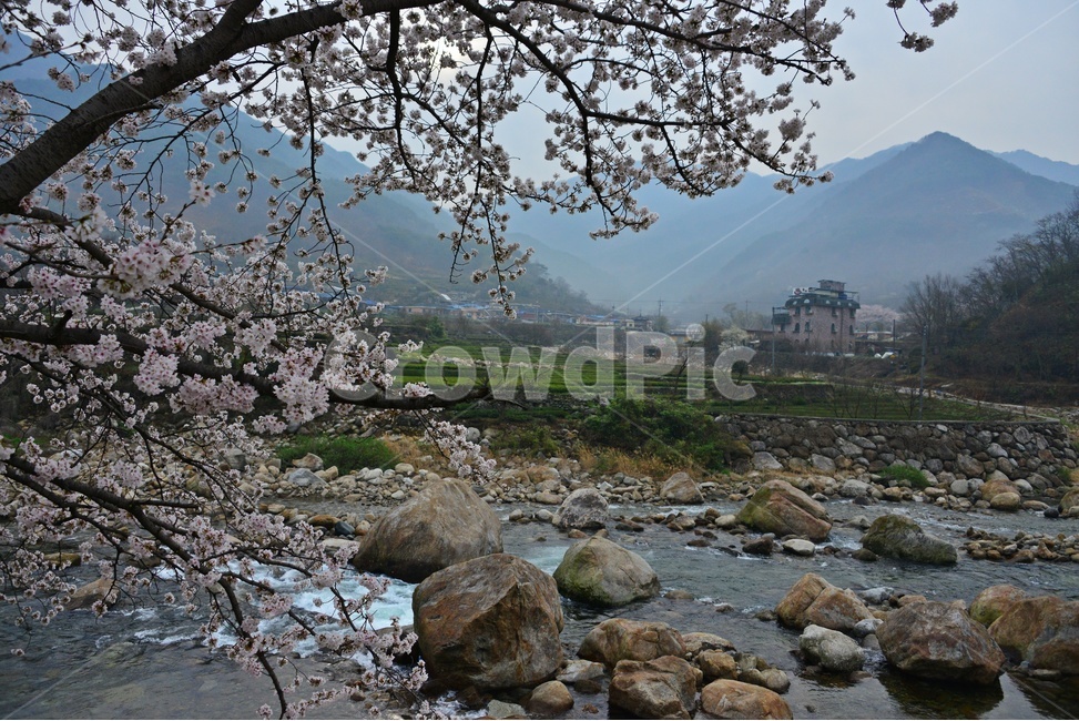 nature,자연,weather,날씨,outdoors,옥외,plant,식물,경치,경관,풍경,경남,하동,섬진강변,벚꽃길,화개십리벚꽃길,봄,계절