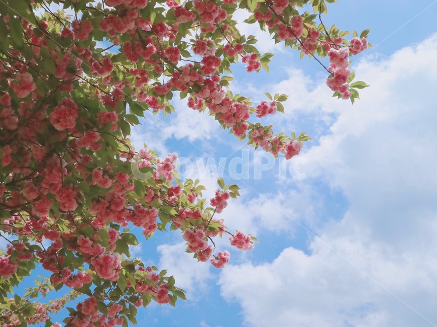 겹벚꽃,꽃,봄,분홍,flower,하늘,구름