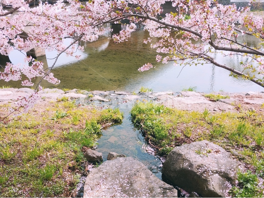 제주,월대천,벚꽃,시냇가,제주벚꽃,제주외도,물위에벚꽃,봄,계절,spring,season,자연,풍경,nature,landscape,plant,식물