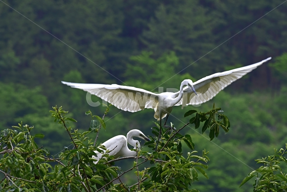 백로,egret,흰이슬,중대백로,여름새,철새,여름철새,외가리과,동물,animal,조류,새,birds