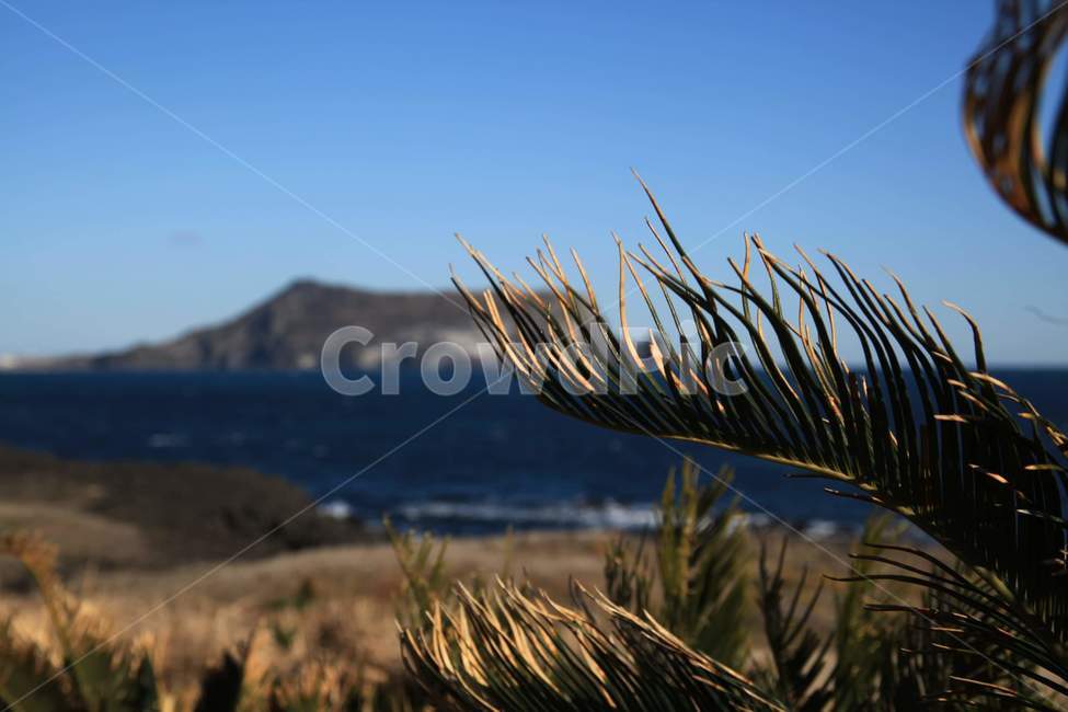 제주풍경,제주도,자연,풍경,감성,식물,자연,plants,nature