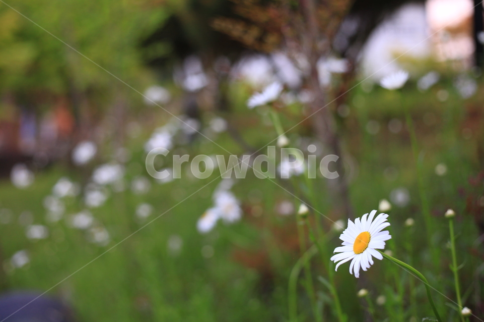 개망초꽃,개망초,꽃,꽃잎,나무,식물,자연,plants,nature,꽃,flower