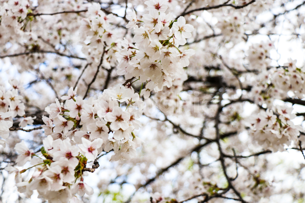 벚꽃,벚꽃나무,꽃,흰색,blossom,올림픽공원,봄나들이,봄,자연,풍경,식물,나무,peaceful,평화로운,편안한,휴식처,힐링,안락한,따뜻한,warm,분위기,한국도시경관,한국,맑은,서울,깨끗한,청명한,한국도시풍경