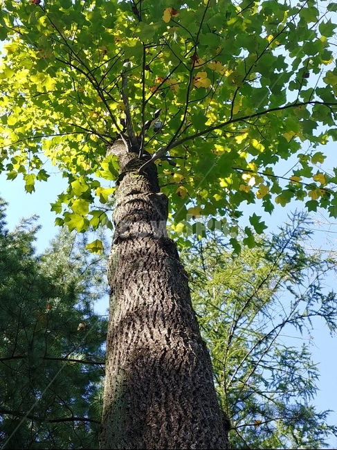 tree,나무,plant,treetrunk,나무줄기,식물,자연,plants,nature,나무,trees,wood