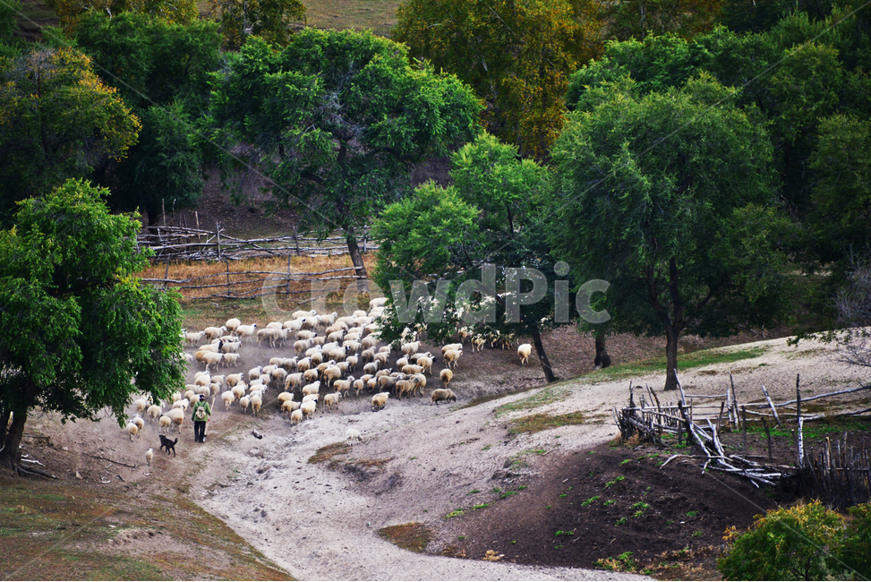 양떼,패상양떼,ground,바닥,human,인간,person,사람,outdoors,옥외,grassland,목초지,field,들,flock,대군,animal,동물,landscape,경치,nature,자연,scenery,풍경,중국,몽고,패상,패상가을