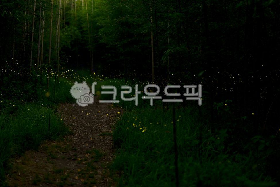 firefly,firefly,firefly,bamboo,nature,long exposure,landscape,bamboo forest,summer night,twinkle,light,darkness,light