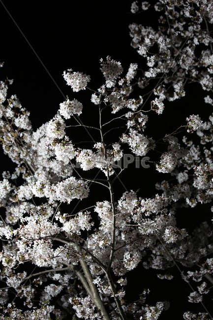 봄,벚꽃,야경,꽃,야간촬영,흰색,흰꽃,봄,계절,spring,season,식물,자연,plants,nature,꽃,flower,plant,blossom,cherry blossom