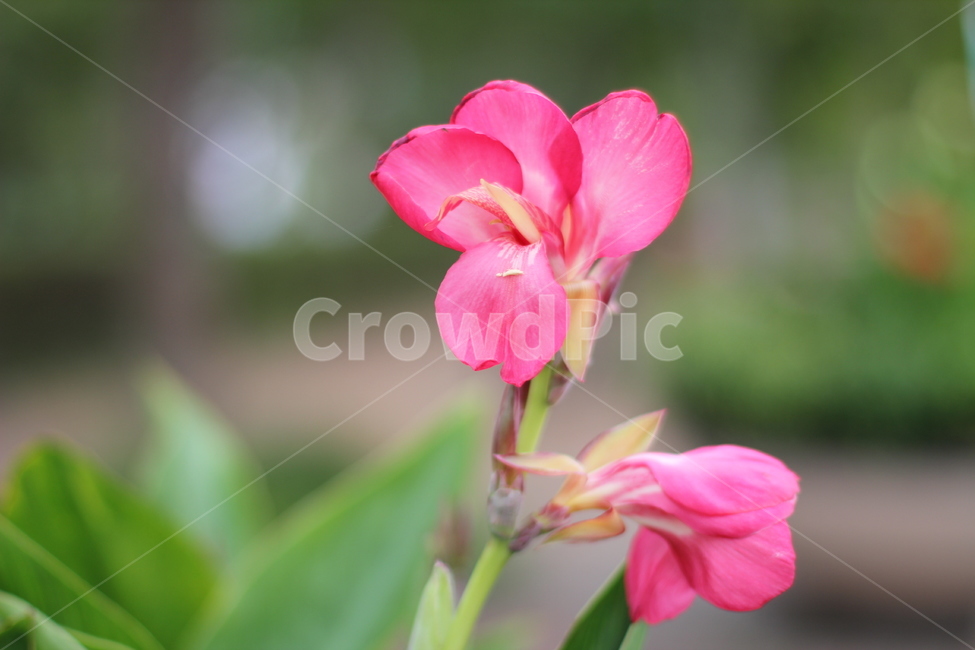 칸나,꽃,plant,식물,flower,식물,자연,plants,nature,꽃,flower