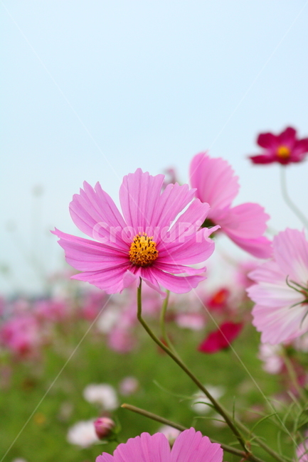 코스모스,꽃,코스모스꽃,식물,자연,야생화,들꽃,가을,국화과,가을,계절,fall,autumn,season,식물,자연,plants,nature,꽃,flower,plant